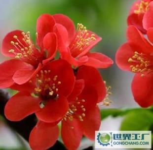 基地直銷優質花卉苗木 西府海棠、帖梗海棠與紅寶石海棠