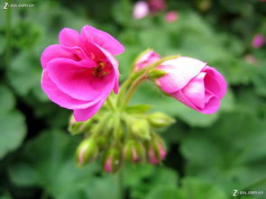 合肥豐樂生態(tài)園 探訪華東最大精品花卉大觀園，賞花之余的家用電器隨拍之旅